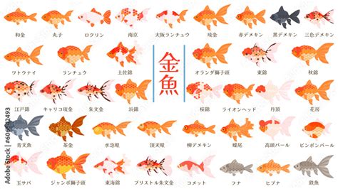 金魚入門品種|金魚の種類（品種）一覧を紹介します